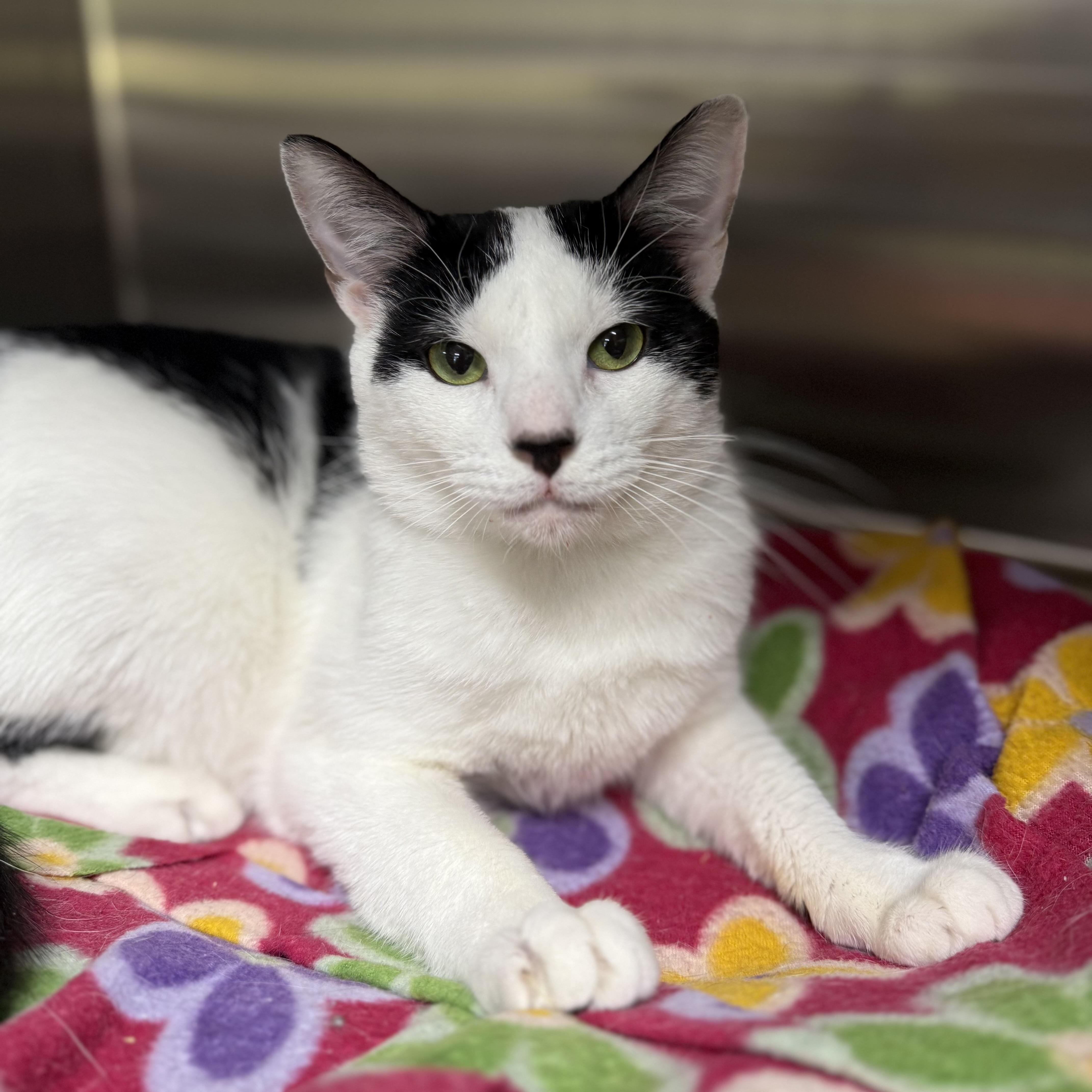 Tippy, adoptable, Young Male Domestic Short Hair.