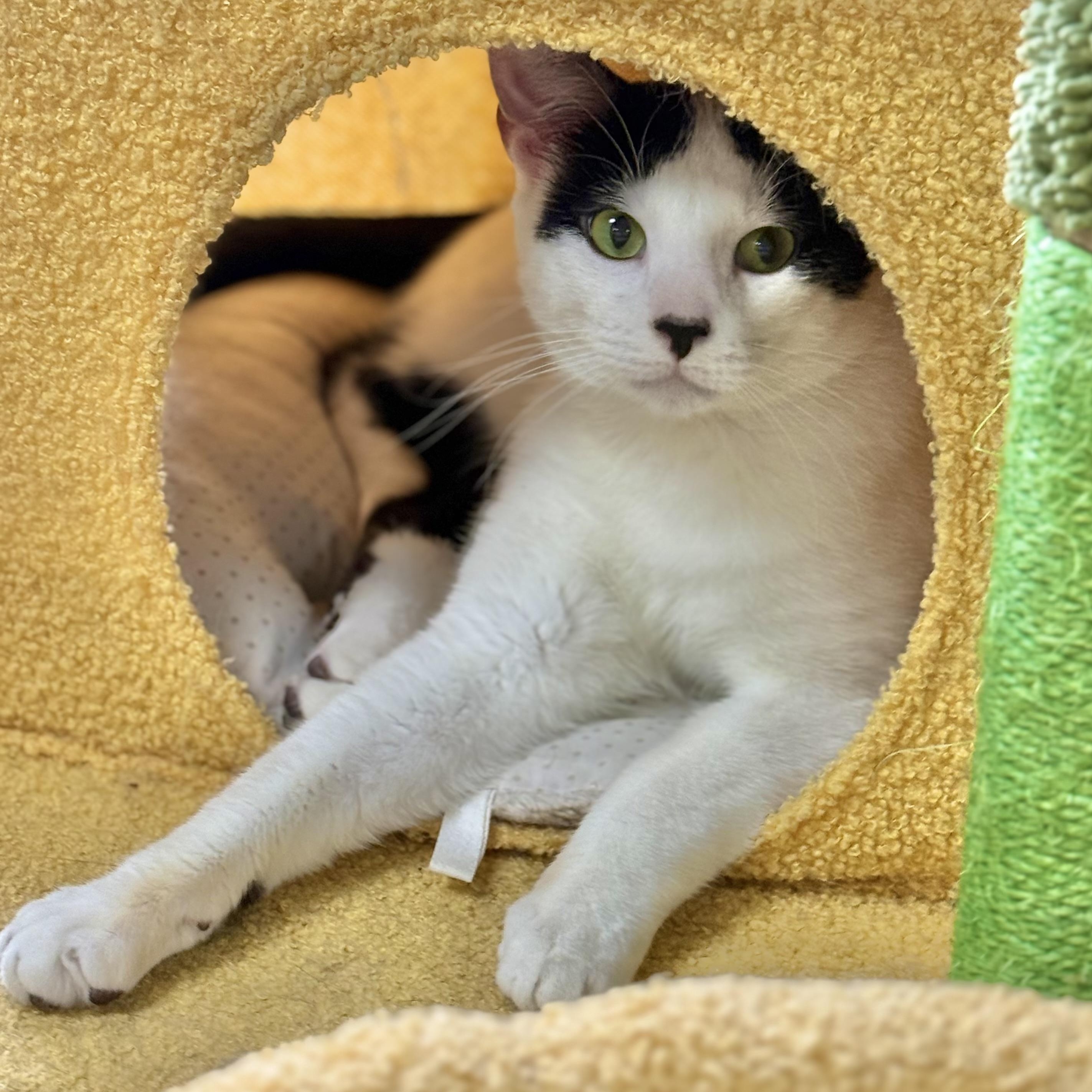 Enlarge Tippy, an adoptable Domestic Short Hair in Collierville, TN image 6/6