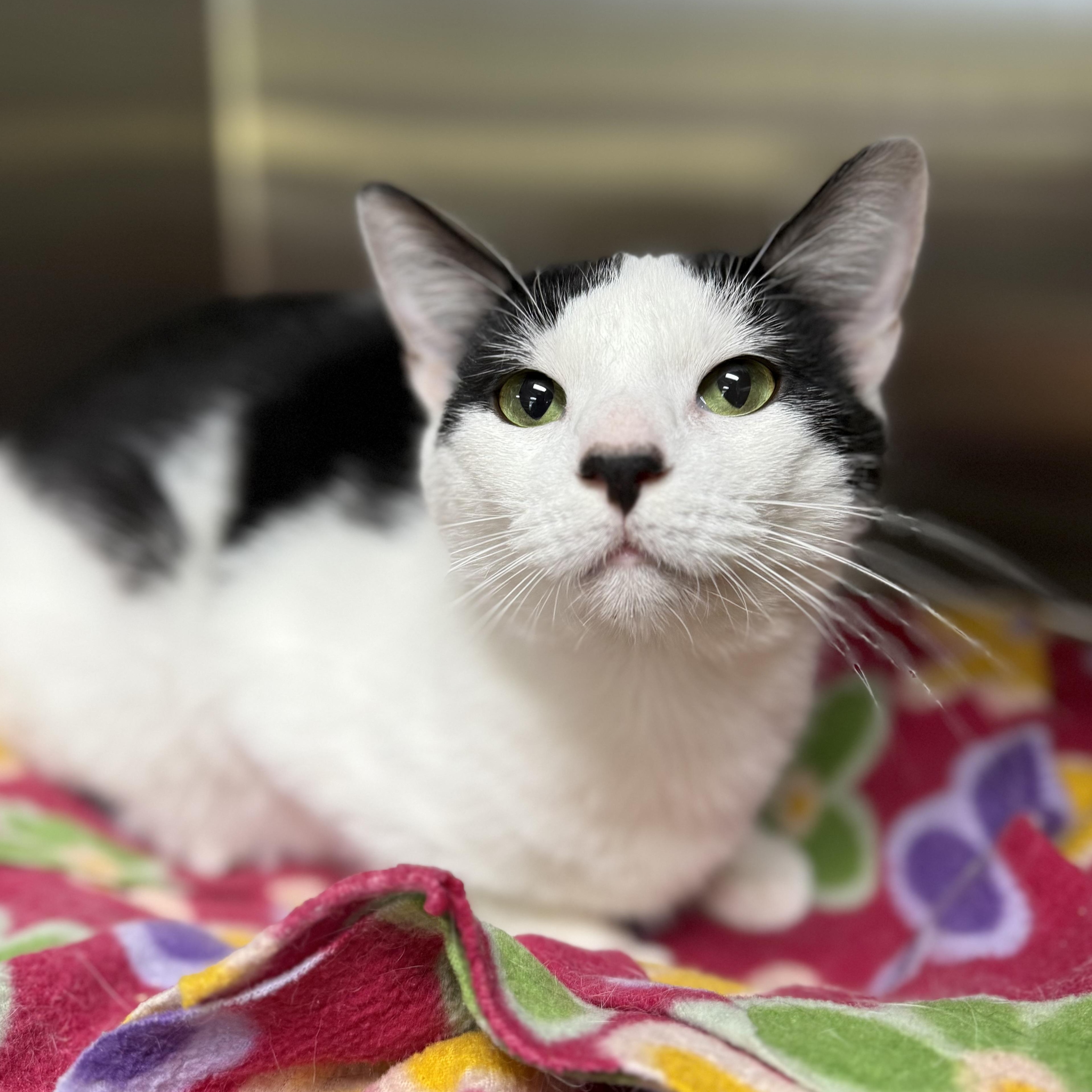 Enlarge Tippy, an adoptable Domestic Short Hair in Collierville, TN image 3/5