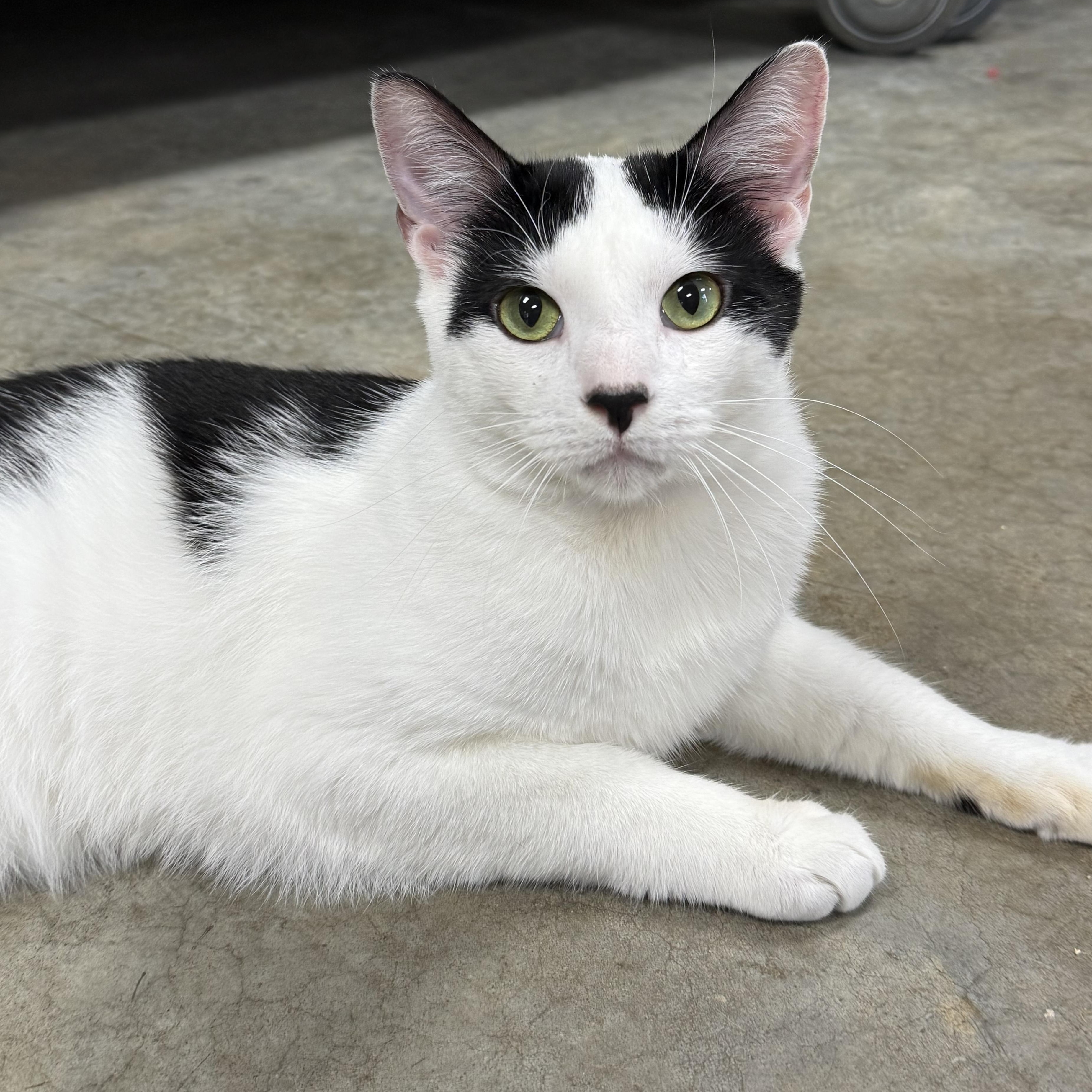 Enlarge Tippy, an adoptable Domestic Short Hair in Collierville, TN image 1/6
