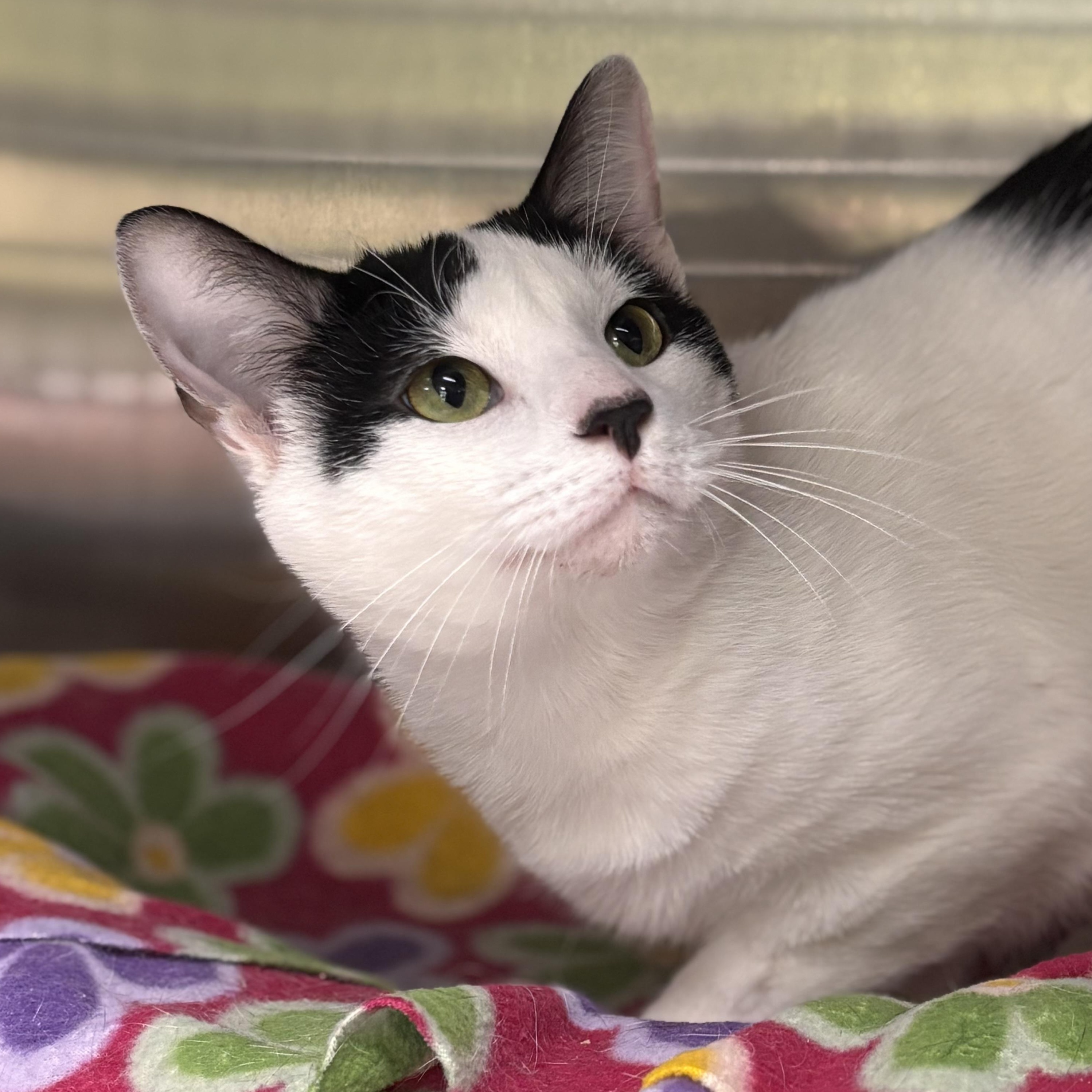 Enlarge Tippy, an adoptable Domestic Short Hair in Collierville, TN image 2/5