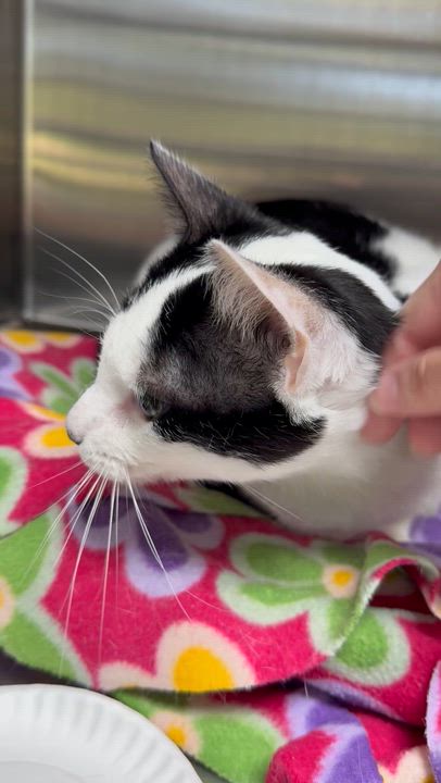 Enlarge Tippy, an adoptable Domestic Short Hair in Collierville, TN video 5/5