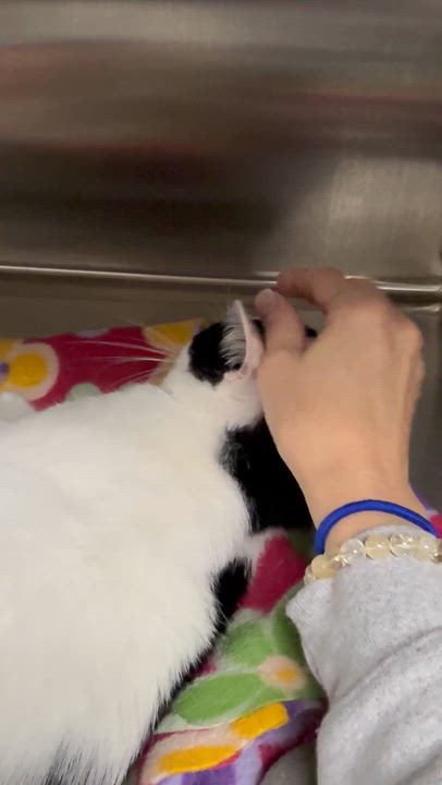 Enlarge Tippy, an adoptable Domestic Short Hair in Collierville, TN video 4/5