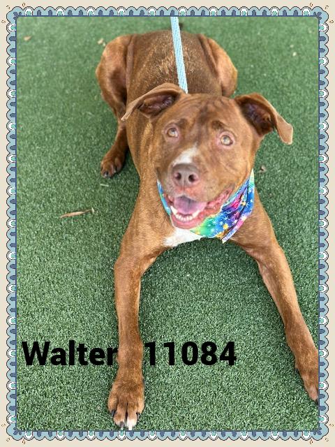 WALTER