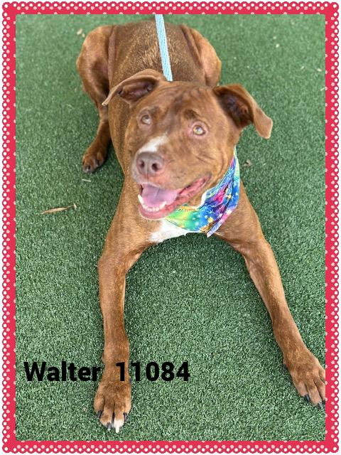 WALTER