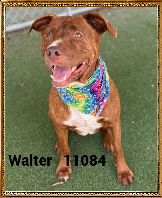 WALTER