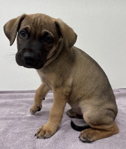 Enlarge Bernard, a Adoptable mixed breed in Phoenix, AZ image 1/1