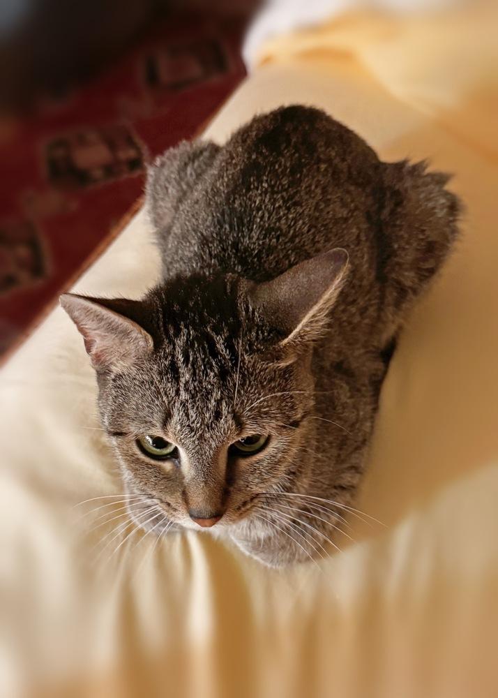 Enlarge Charlie, a Adoptable Domestic Short Hair in Silver Spring, MD image 1/4