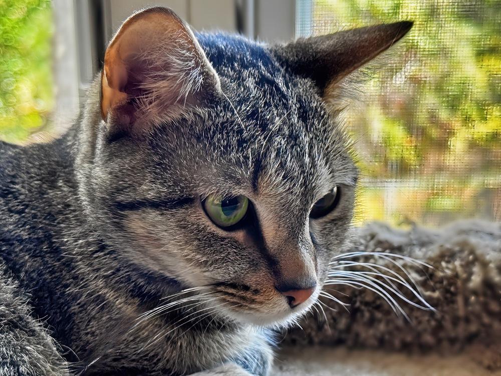 Enlarge Charlie, a Adoptable Domestic Short Hair in Silver Spring, MD image 2/4