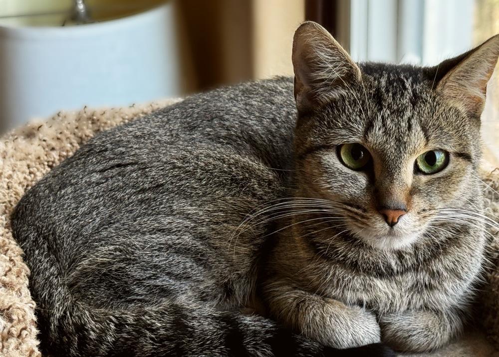 Enlarge Charlie, a Adoptable Domestic Short Hair in Silver Spring, MD image 3/4