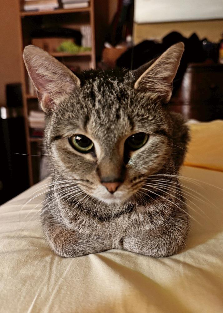 Enlarge Charlie, a Adoptable Domestic Short Hair in Silver Spring, MD image 4/4