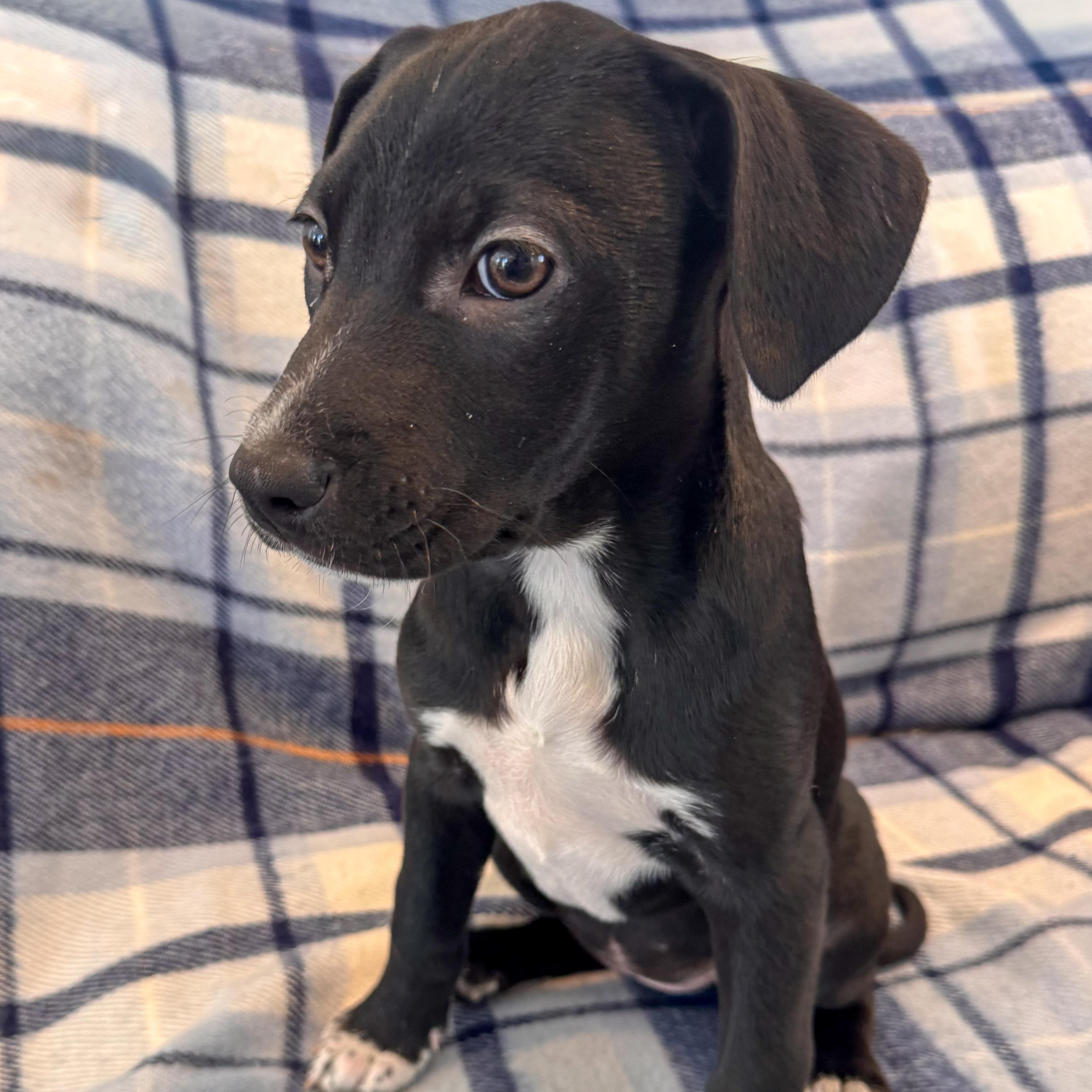 Happy, adopted, Puppy Female Collie & Mixed Breed.