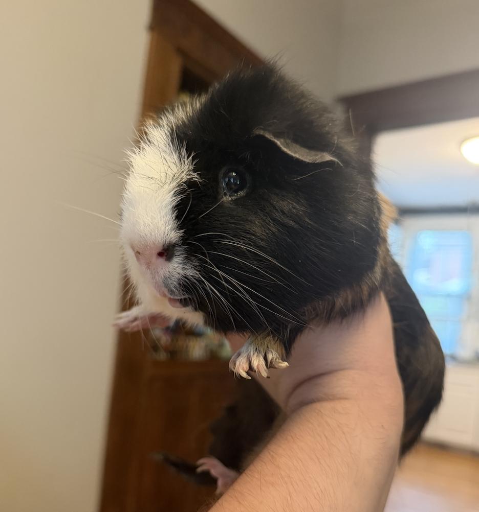 Enlarge Nutella & Snickers BONDED, a Adoptable Guinea Pig in Minneapolis, MN image 2/2