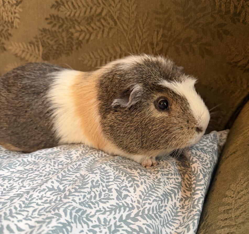 Enlarge Nutella & Snickers BONDED, a Adoptable Guinea Pig in Minneapolis, MN image 1/2