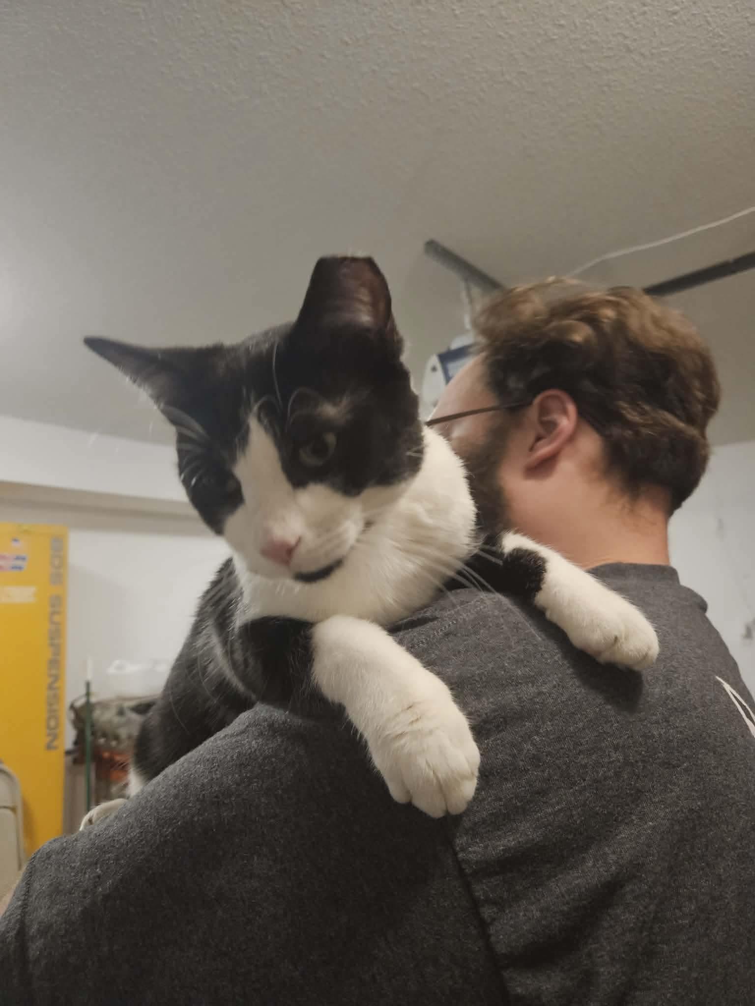 Oswald , a Adoptable Domestic Short Hair in Fort Oglethorpe, GA image 5/6