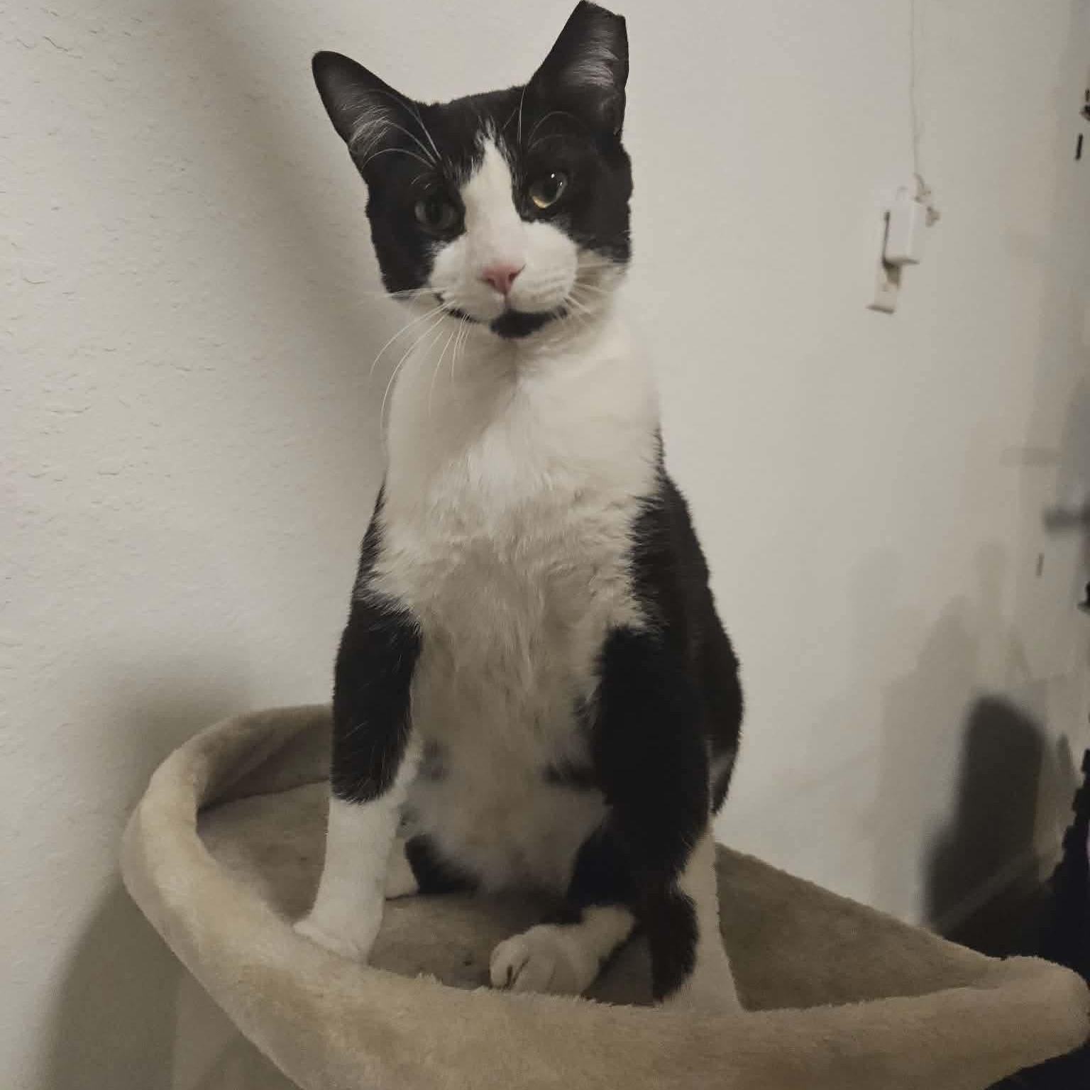 Oswald , a Adoptable Domestic Short Hair in Fort Oglethorpe, GA image 6/6