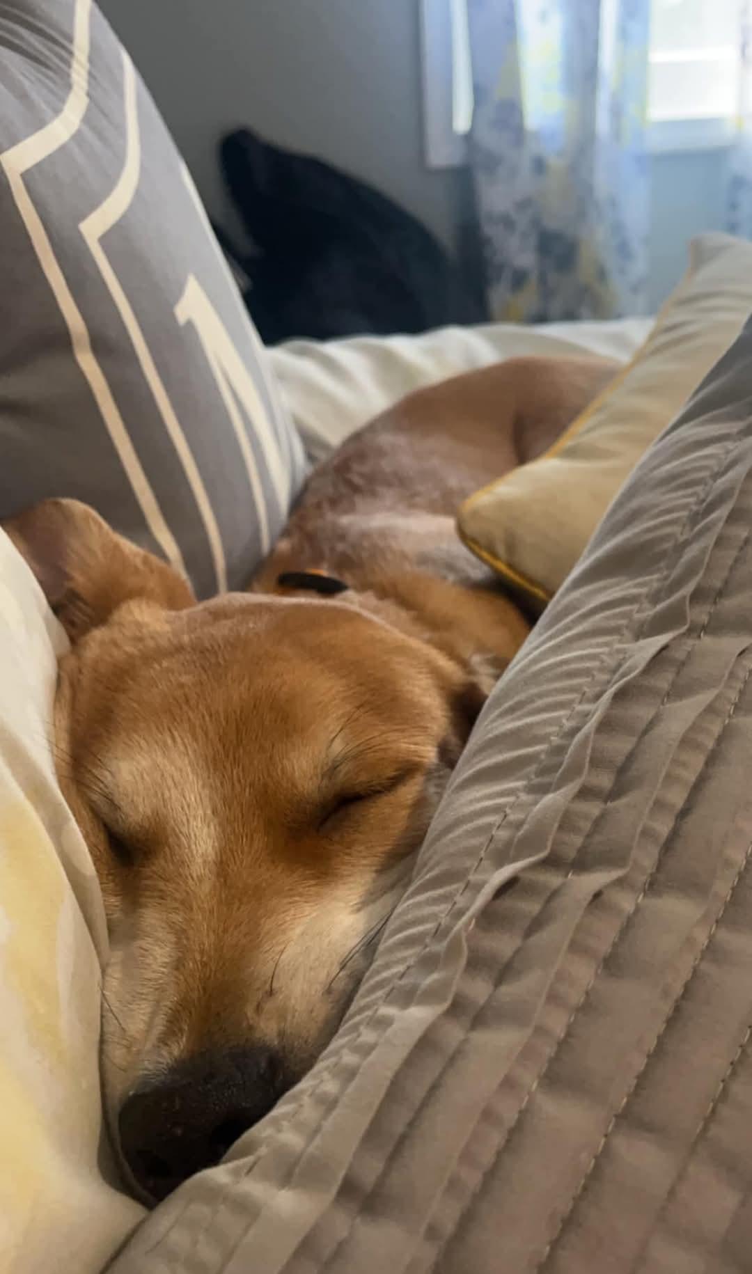 Jackson, Adopted, Young Male Terrier.