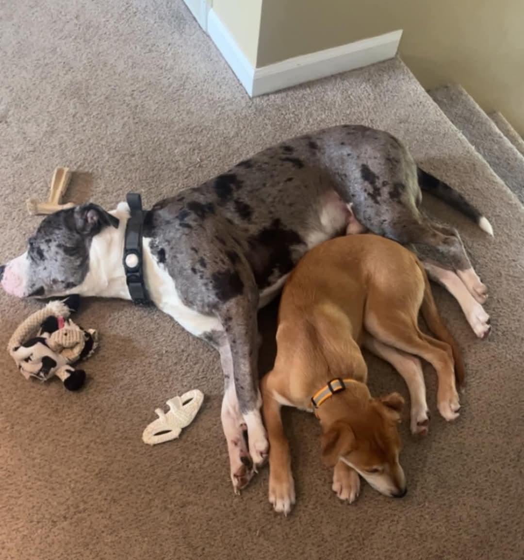 Enlarge Jackson, a Adopted Terrier in LIVERPOOL, NY image 2/3