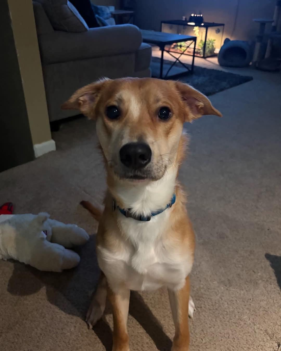 Enlarge Jackson, a Adopted Terrier in LIVERPOOL, NY image 3/3