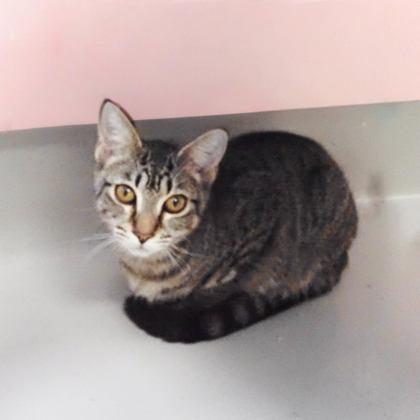 Snorkel Stu, Adoptable, Kitten Male Domestic Short Hair & Domestic Short Hair.