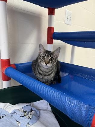 Snorkel Stu, a Adoptable mixed breed in Largo, FL image 2/2