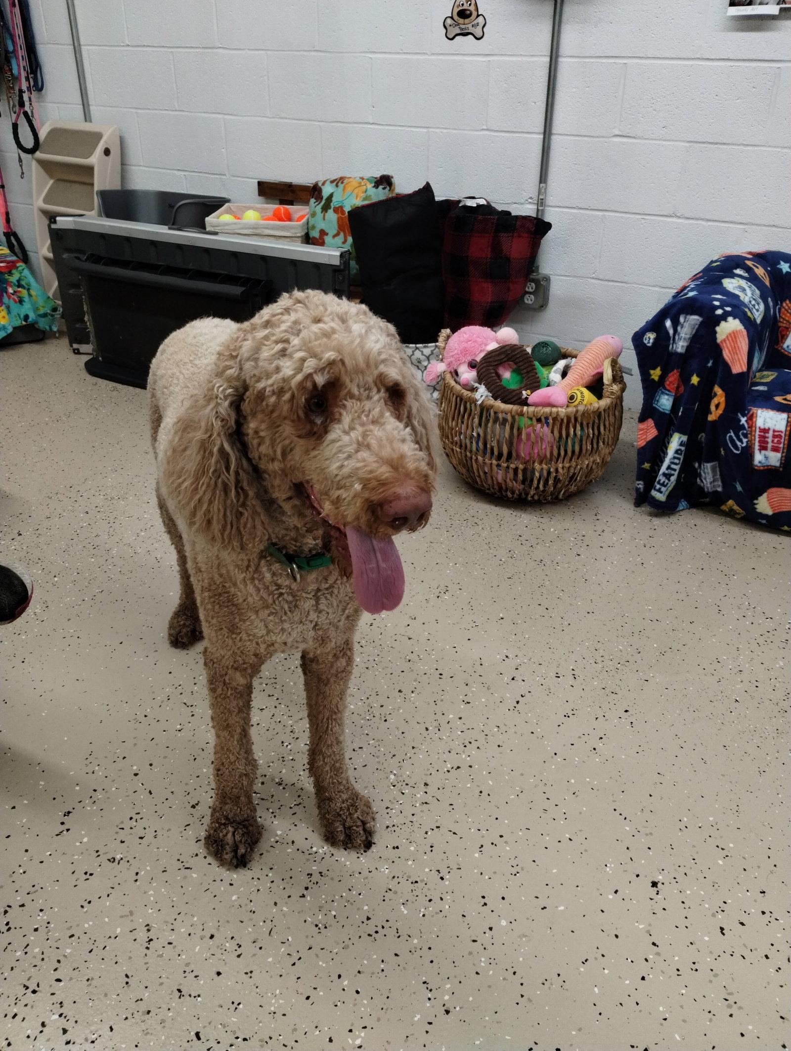 Hobbs, Adoptable, Adult Male Standard Poodle.