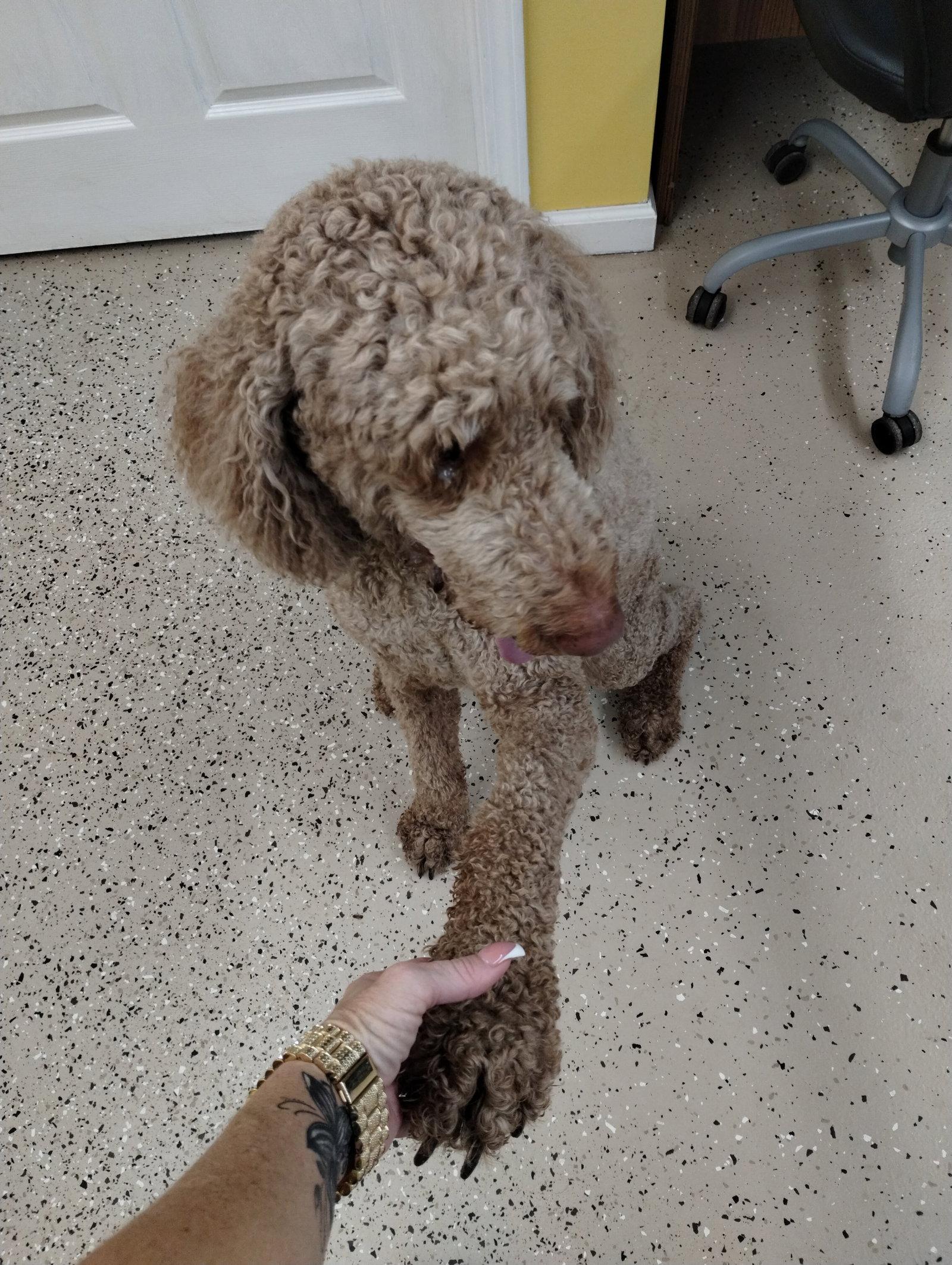Hobbs, a Adoptable Standard Poodle in York, SC image 2/3