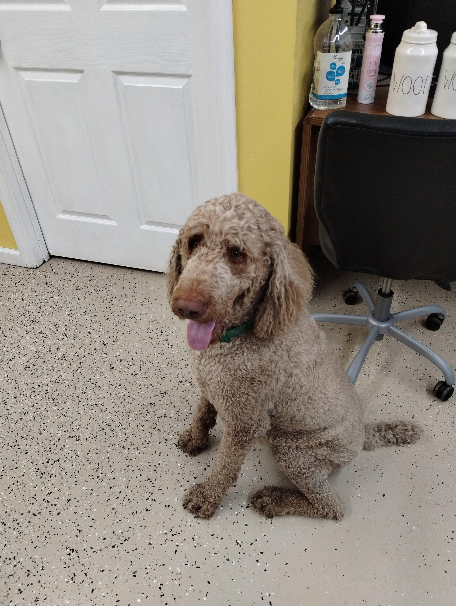 Hobbs, a Adoptable Standard Poodle in York, SC image 3/3