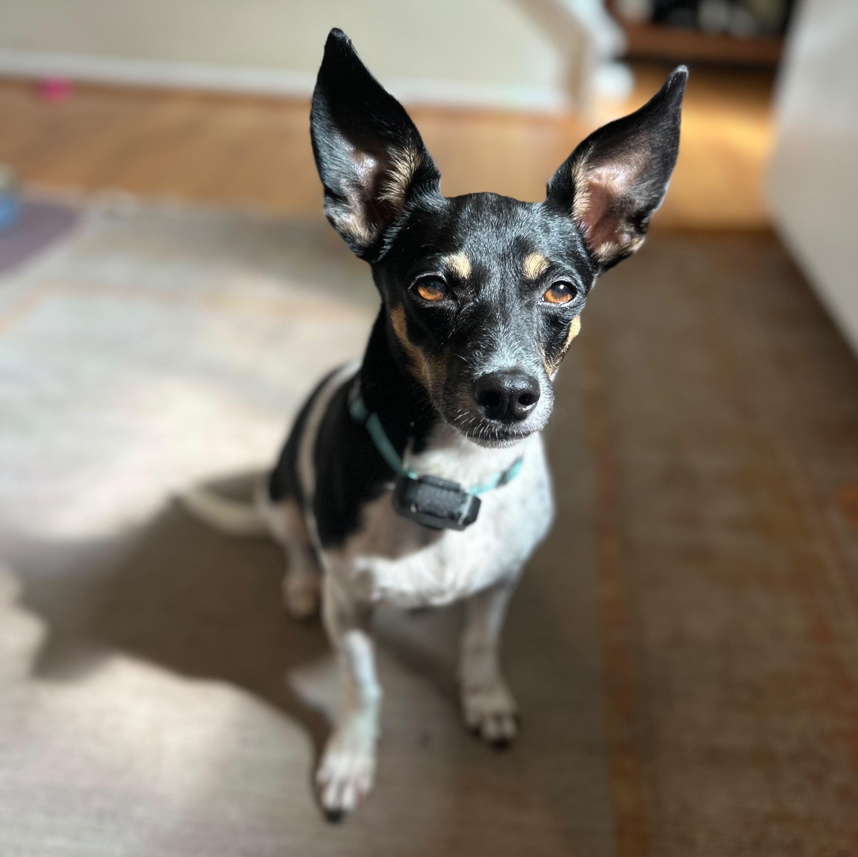 Franny, a Adoptable mixed breed in Annapolis, MD image 5/5