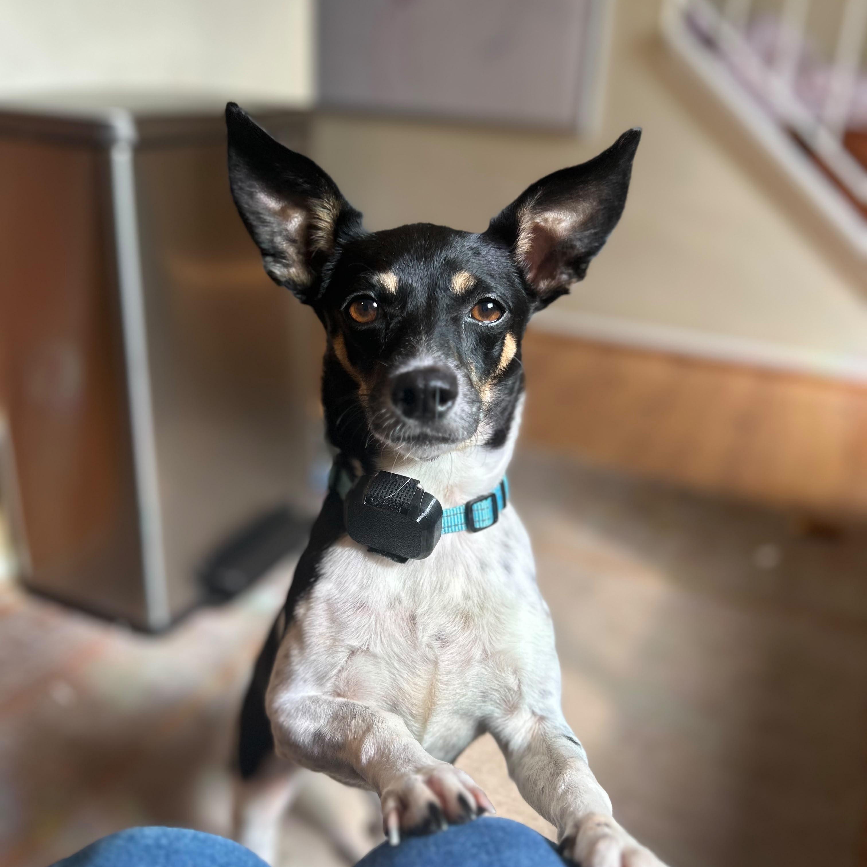 Franny, a Adoptable mixed breed in Annapolis, MD image 1/5