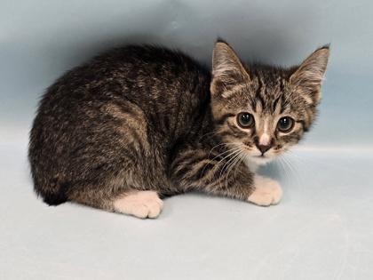 Meatballs, Adoptable, Kitten Male Domestic Short Hair.
