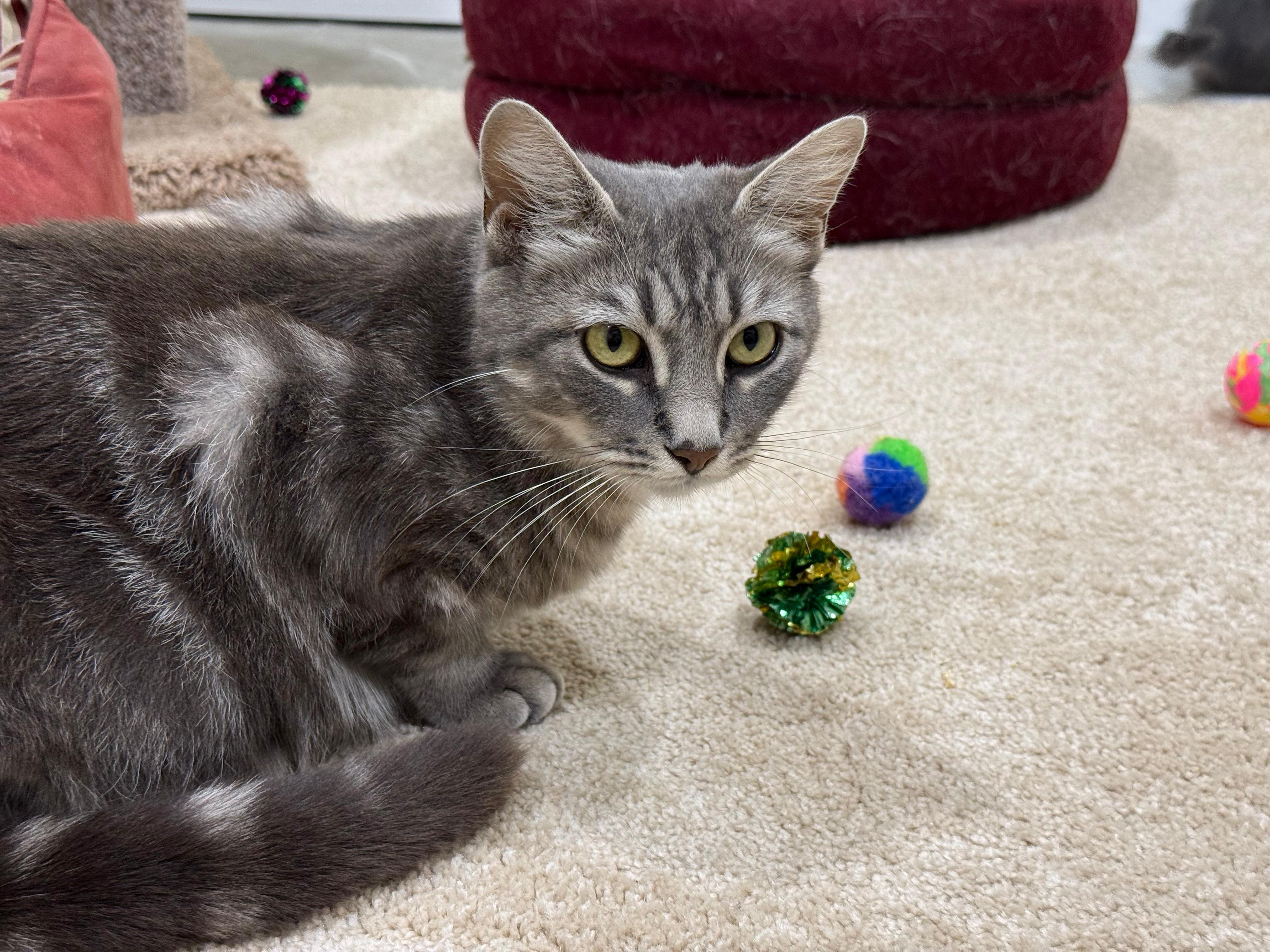 Kris, ADOPTABLE, Young Female Domestic Short Hair.