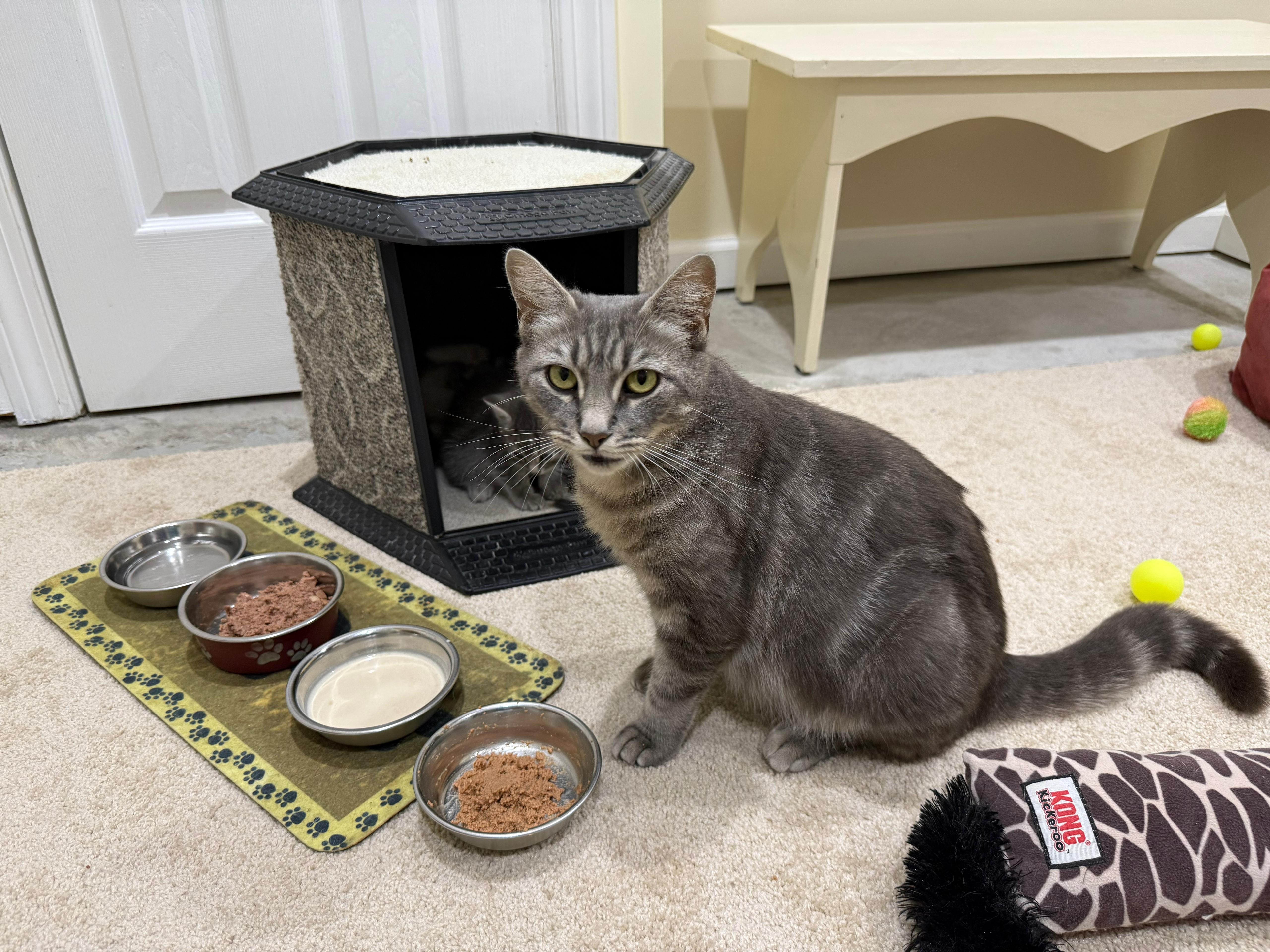 Kris, a ADOPTABLE Domestic Short Hair in New Britain, CT image 2/3
