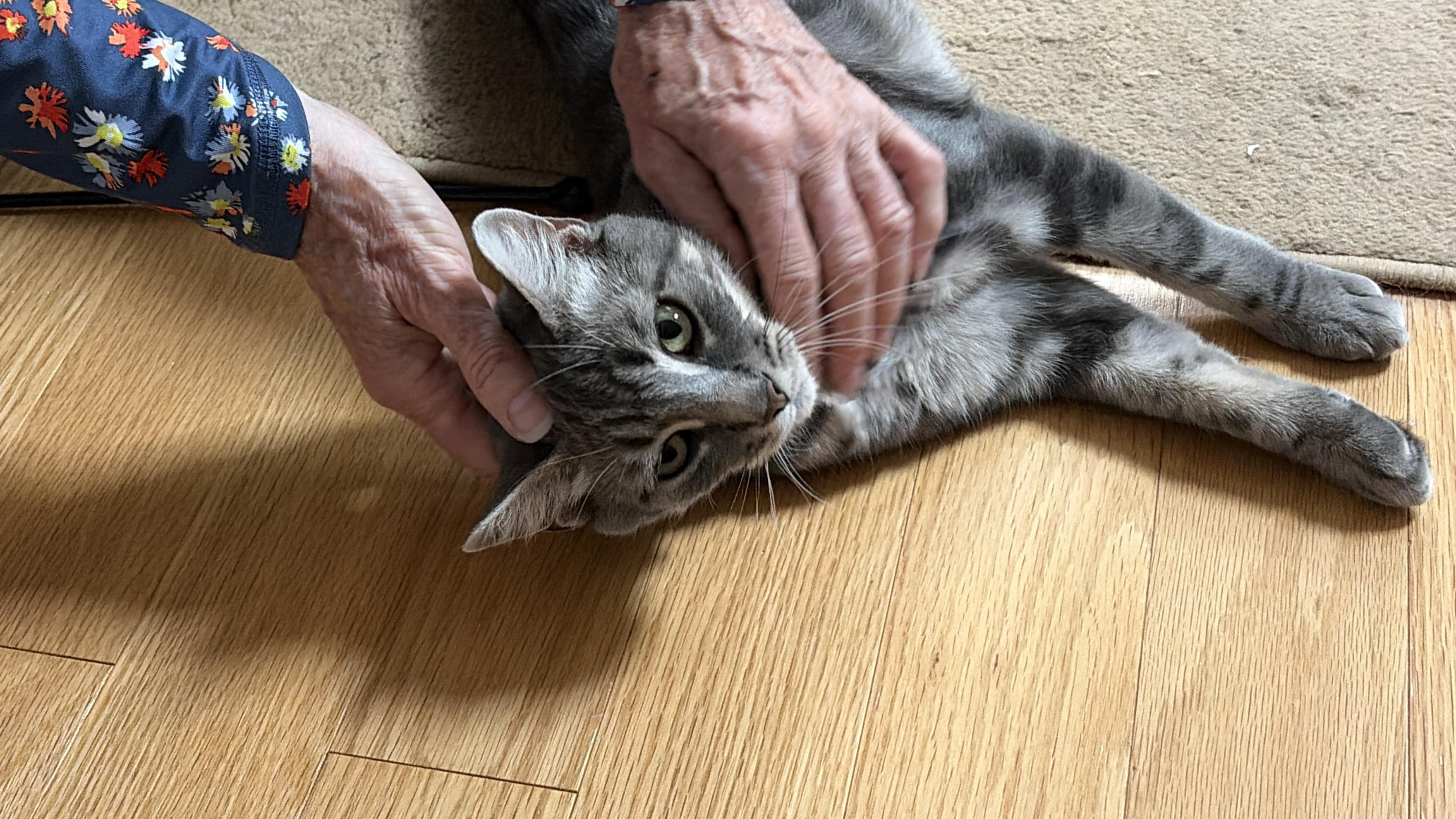 Kris, ADOPTABLE, Young Female Domestic Short Hair.