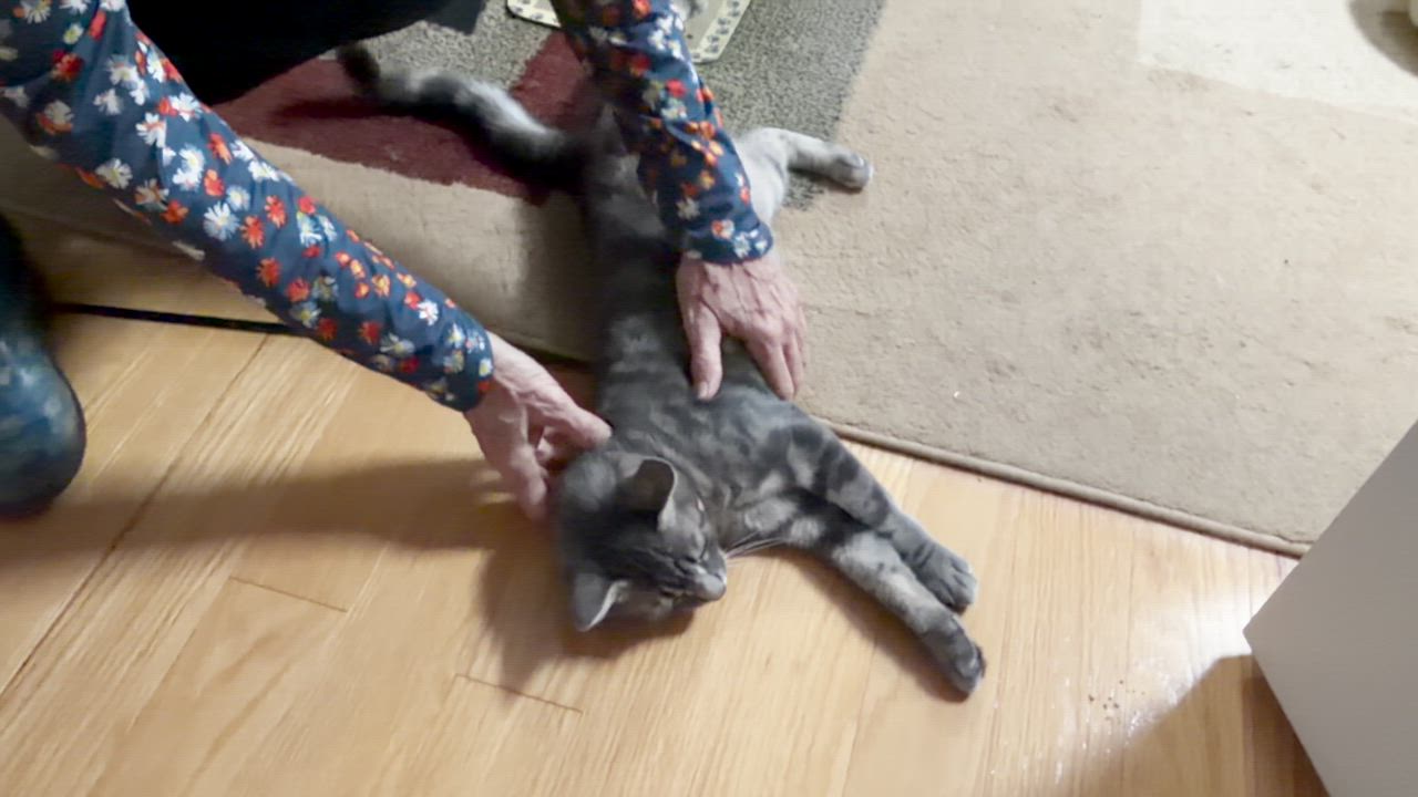 Enlarge Kris, a ADOPTABLE Domestic Short Hair in New Britain, CT video 5/5