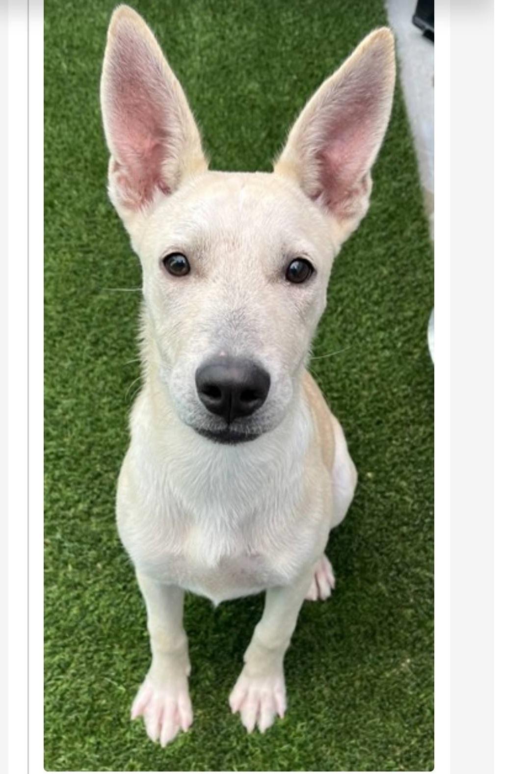 Enlarge Sara-7 month old purebred Lovehound Carolina Dog Mix-House broken,crate trained,good w/dogs,kids, a Adoptable mixed breed in Grand Rapids, MI image 2/4