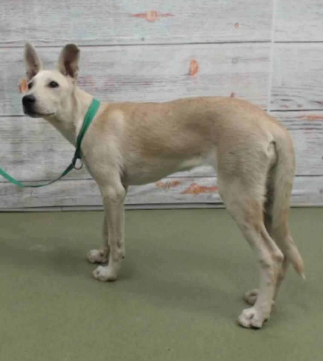 Enlarge Sara-7 month old purebred Lovehound Carolina Dog Mix-House broken,crate trained,good w/dogs,kids, a Adoptable mixed breed in Grand Rapids, MI image 4/4