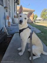Enlarge Sara-7 month old purebred Lovehound Carolina Dog Mix-House broken,crate trained,good w/dogs,kids, a Adoptable mixed breed in Grand Rapids, MI image 1/4