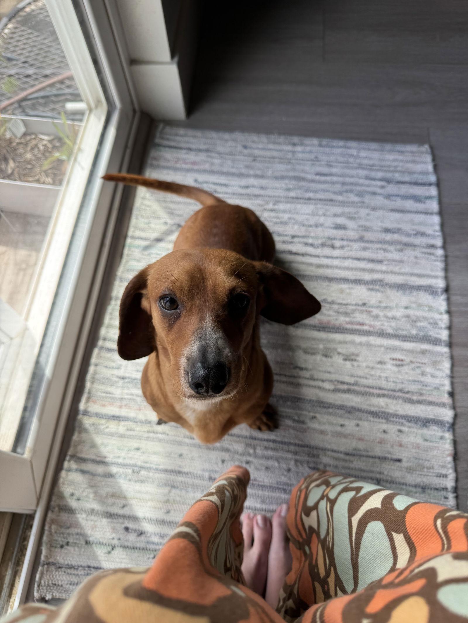 DRUT UTAH ROCKY, Adopted, Adult Male Dachshund.