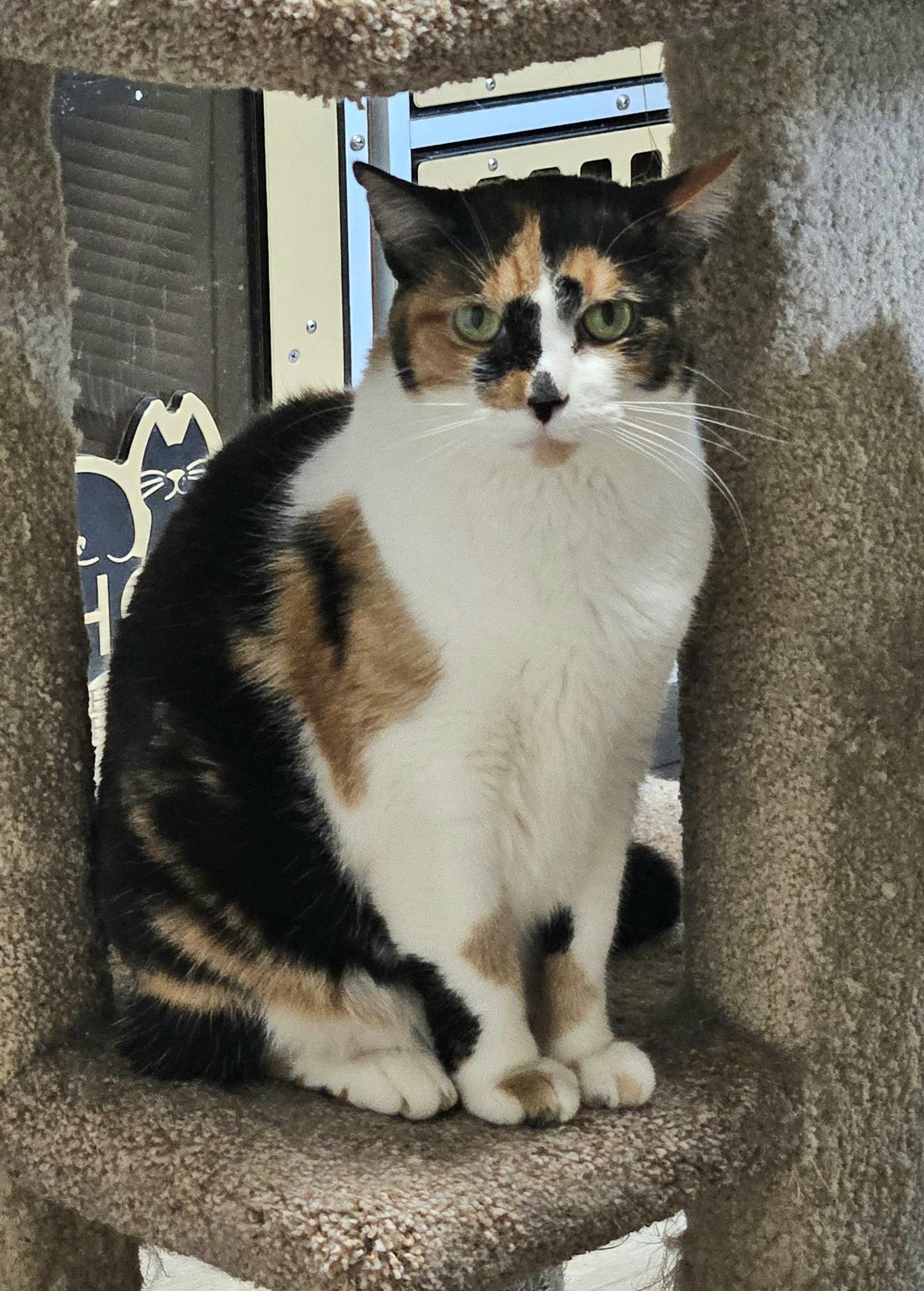 Sylvie, Adoptable, Adult Female Domestic Short Hair.
