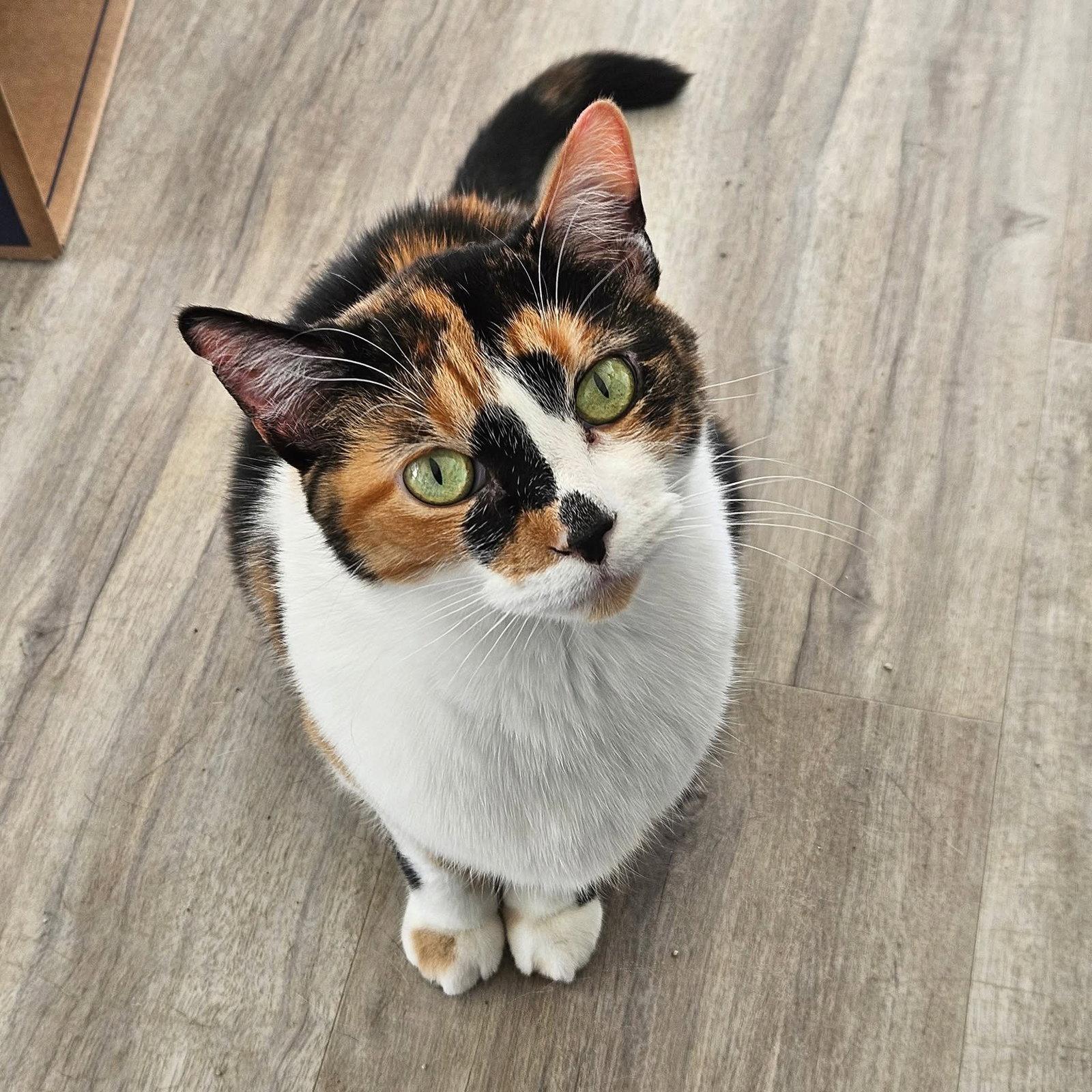 Enlarge Sylvie, a Adoptable Domestic Short Hair in Greenfield, IN image 2/3
