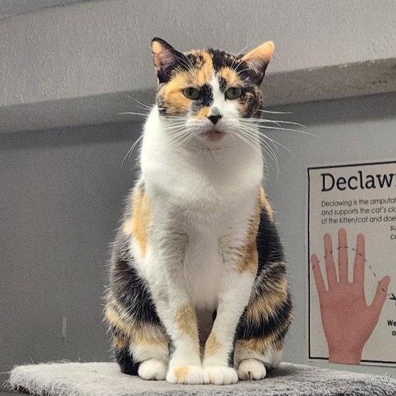 Enlarge Sylvie, a Adoptable Domestic Short Hair in Greenfield, IN image 3/3