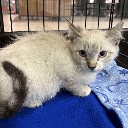 Delulu, adopted, Kitten Male Domestic Medium Hair.