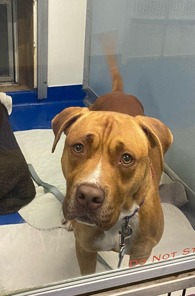 Cider, a Adoptable mixed breed in Breinigsville, PA image 3/3