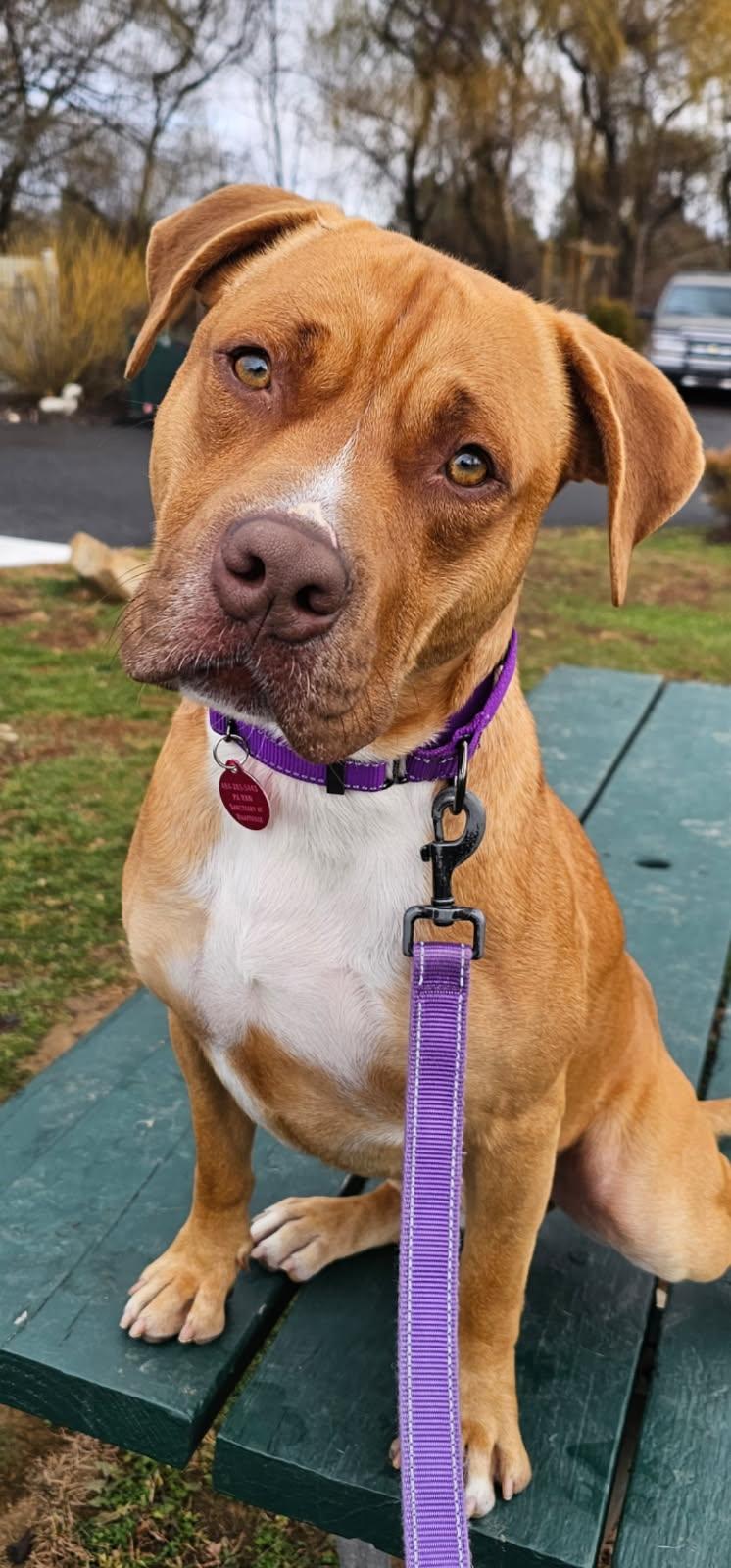 Cider, a Adoptable mixed breed in Breinigsville, PA image 2/3