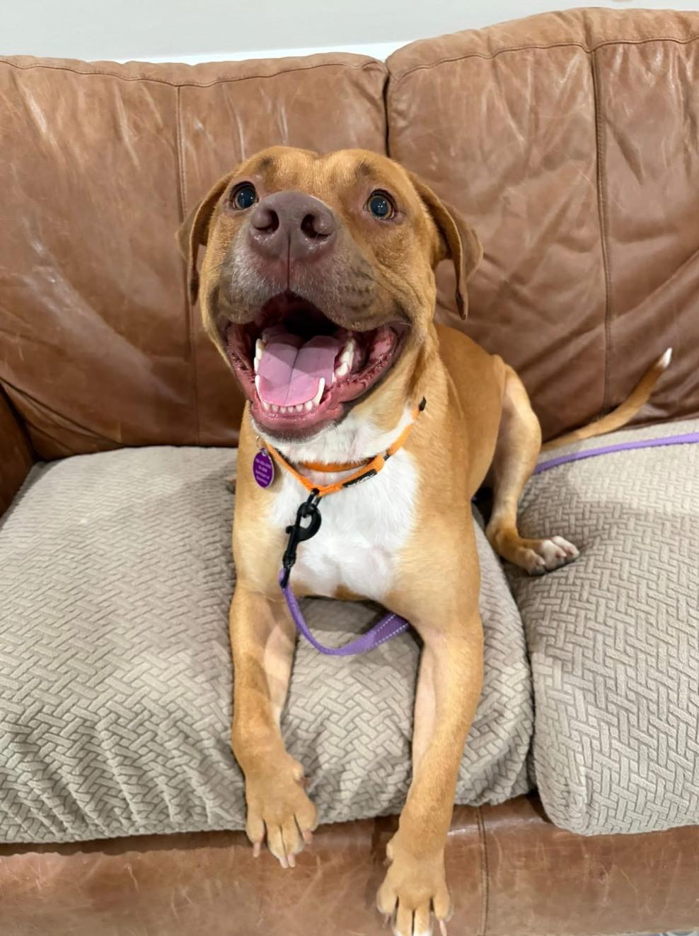 Cider, a Adoptable mixed breed in Breinigsville, PA image 1/3