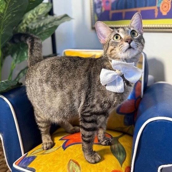 Velvet Wonka — thumbnail 2