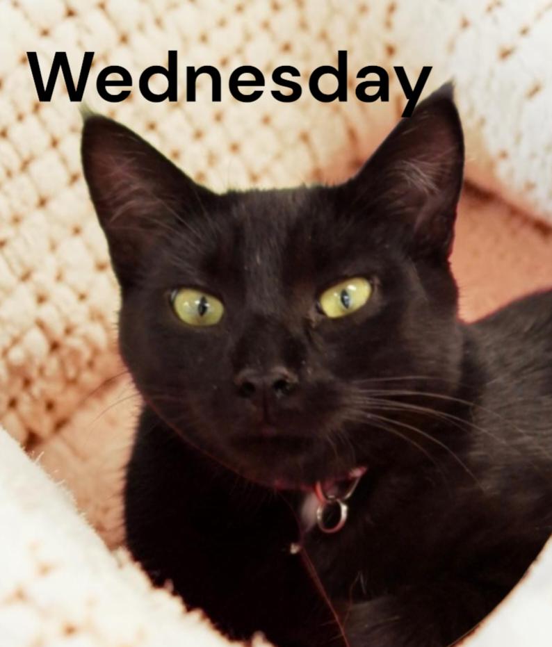 Enlarge Wednesday, a Adopted Domestic Short Hair in Chesapeake, VA image 1/2