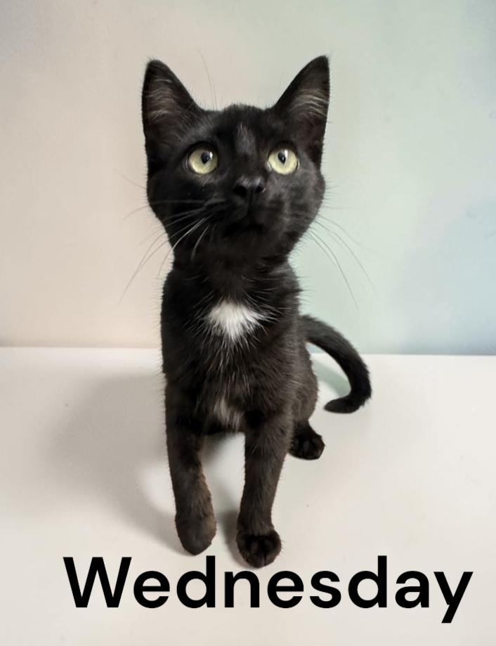 Enlarge Wednesday, a Adopted Domestic Short Hair in Chesapeake, VA image 2/2