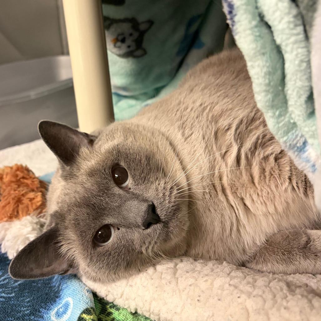 Pepper w/ Cocoa, Adoptable, Adult Male Siamese.